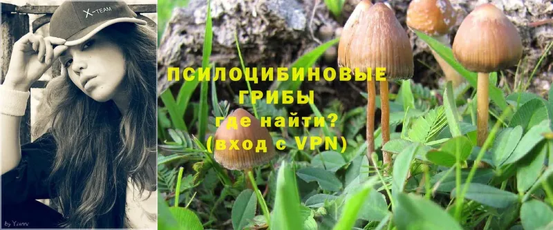 где купить наркоту  Каменногорск  Галлюциногенные грибы Magic Shrooms 